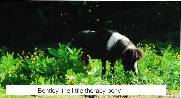 Bentley, a little therapy pony destroyed by the BC SPCA
